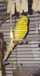 Citron die Erste