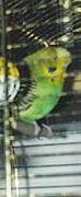 Gipsy, die Dritte durch Gabi
