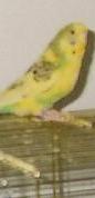 Pedro 1