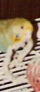 Peppi 2 ein Weibchen