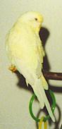 Susi fast weiss