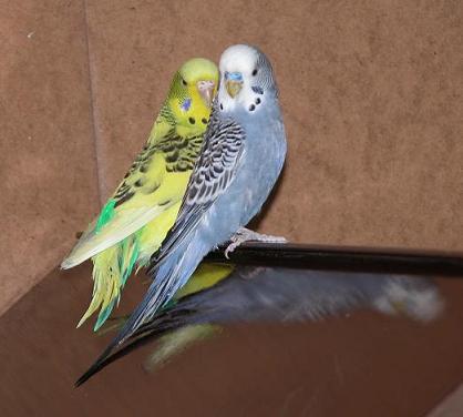 Felix und Chiccolina
