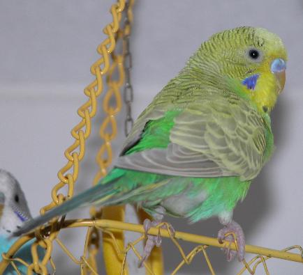Ich