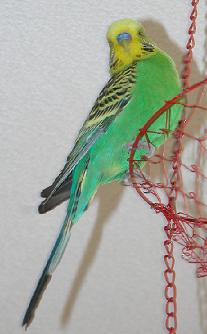 Bim schlafe