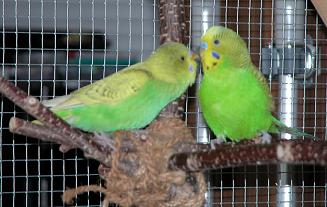 Als Baby mit Chico 5