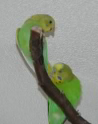 Als Baby mit Chico 5