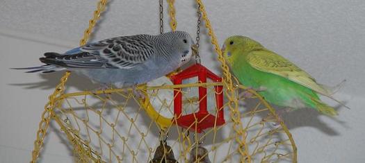 Felix und Edi auf dem Gitter oben