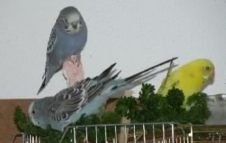 Felix auf dem Kalkstein