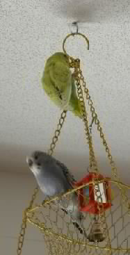 Felix und Edi auf dem Gitter
