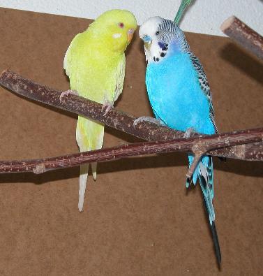 Goldi und Strolchi