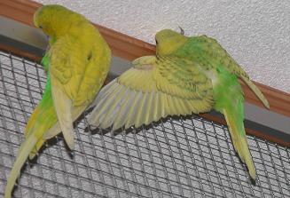 Mit Papi Edi erster Flug