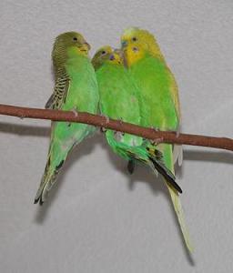 Mit em Cole und em Karli