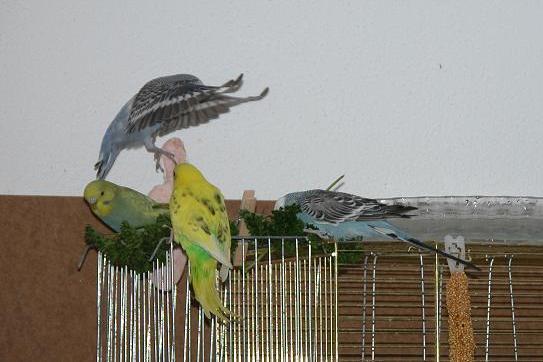 Felix und d Peterli