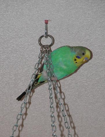 Zuoberst am Gitter