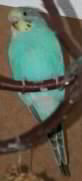 Prue
