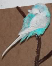 Bim schlafe