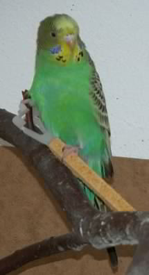 Die Knabberstange erobert
