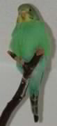Seline