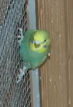Putze