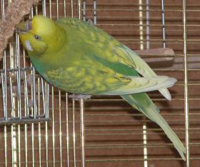 Putze
