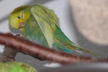 Putze