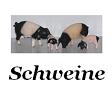 Schweine