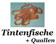 Tintenfische und Quallen