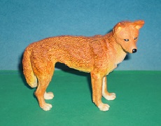 Dingo