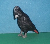 Red-tailed Black