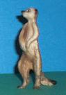 Erdmännchen