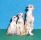Erdmännchen