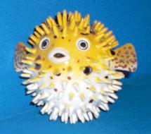 Kugelfisch