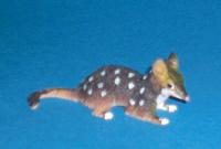 Quoll