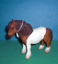 Shetland Pony Hengst