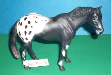 schwarzer Appaloosa