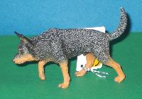 Austral Cattle Dog