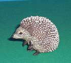 Igel