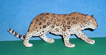 Amur Leopard