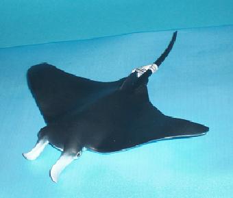 Manta