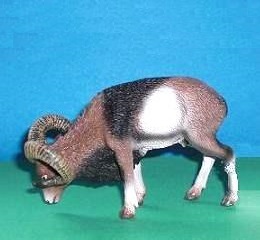 Mufflon