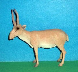 Saiga Antilope