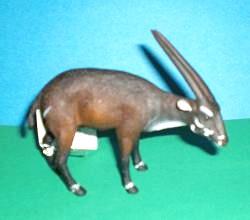 Vu-Quang-Antilope