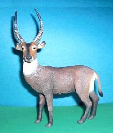 Wasserbock