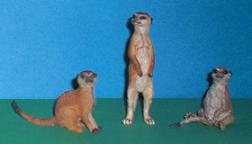 Erdmännchen
