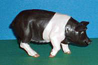 Hällisches Schwein