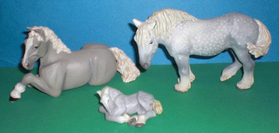 Percheron Stute, Fohlen und Hengst
