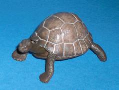 Galapagosschildkröte