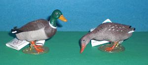 Stockente Erpel