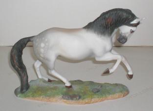 Andalusier Hengst