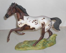 Appaloosa Hengst